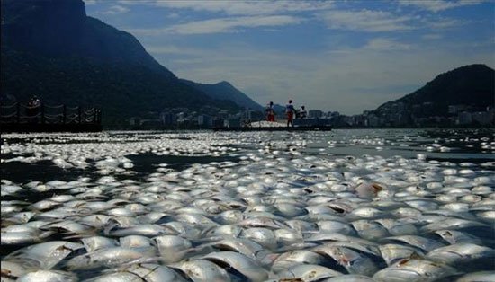 Cá chết hàng loạt trong phá tại Brazil