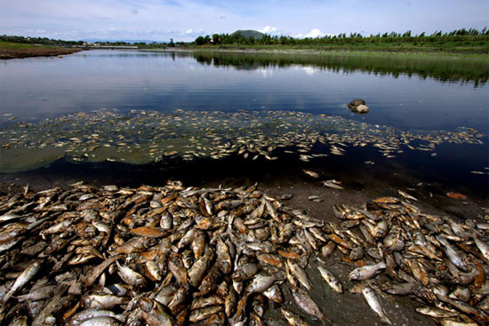 Cá chết thành đống ở hồ chứa Mexico