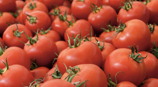Cà chua biến đổi gene giúp ngăn bệnh tim