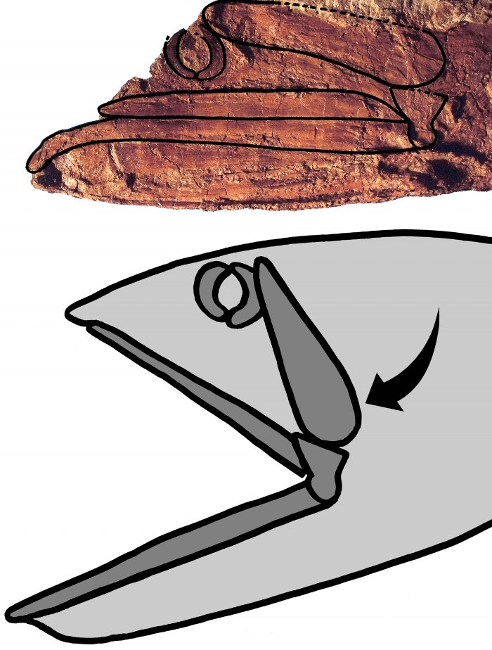 Cá cổ đại đầu dài nửa mét