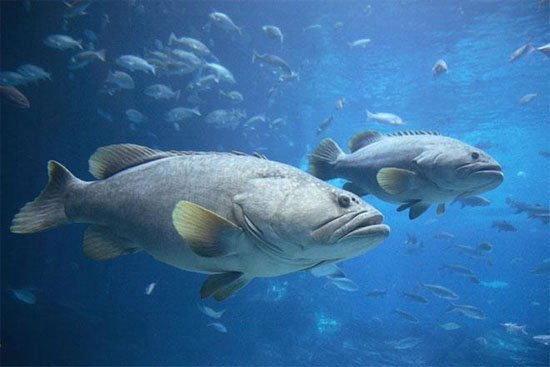 Cá dùng ngôn ngữ cử chỉ để phối hợp săn mồi