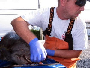 Cá heo chết hàng loạt dọc bờ biển các bang của Mỹ