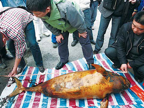 Cá heo không vây chết hàng loạt ở Trung Quốc