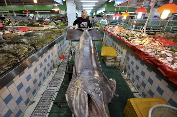 Cá kiếm dài hơn 4 mét lọt lưới ngư dân Trung Quốc