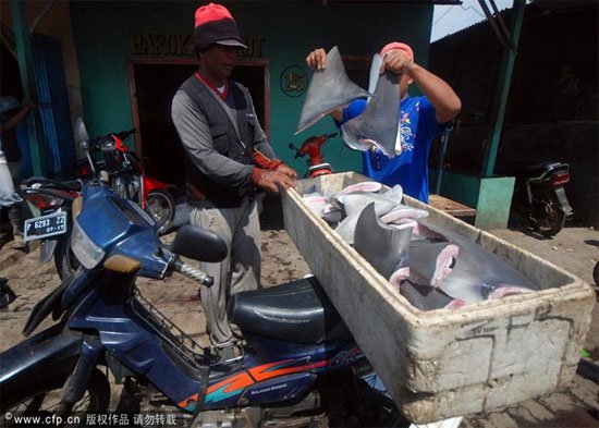 Cá mập bị xẻ thịt lấy vây hàng loạt tại Indonesia