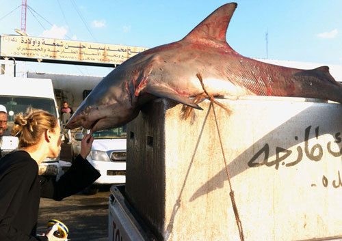 Cá mập gần tuyệt chủng được bán ở chợ cá