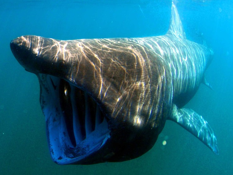 Cá mập khổng lồ xuất hiện cạnh sân golf tỷ phú Trump
