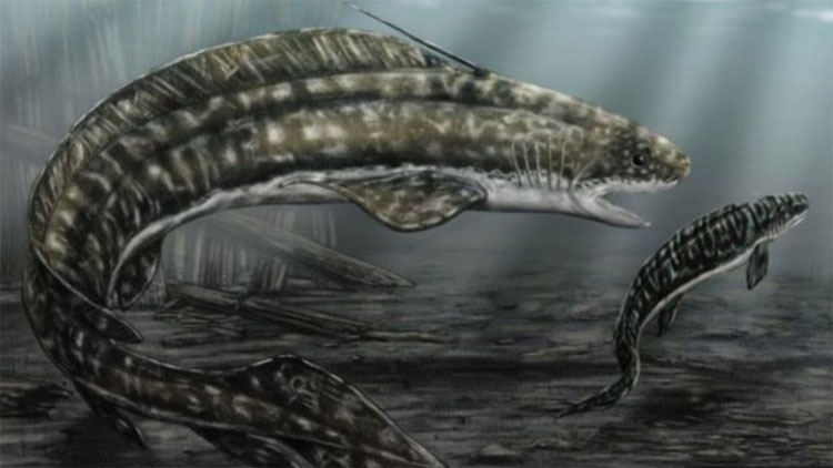 Cá mập mình lươn khổng lồ thời tiền sử ăn thịt con non