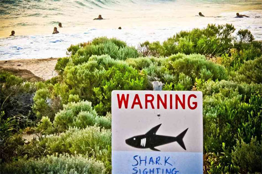 Cá mập tại Australia được gắn thẻ phát tín hiệu
