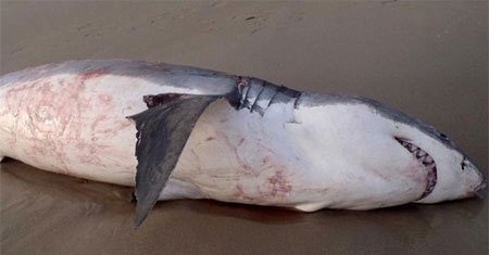 Cá mập trắng chết nghẹn vì sư tử biển