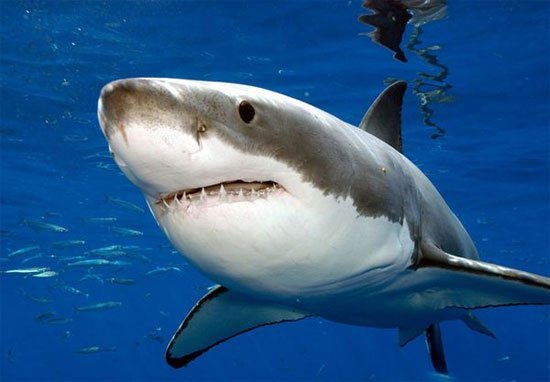 Cá mập trắng khổng lồ ăn nhiều hơn người ta tưởng