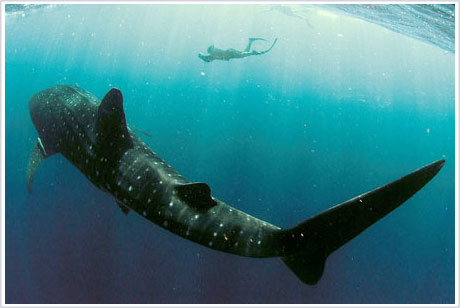 Cá mập voi - những <i>phi công chiến đấu</i> của biển cả