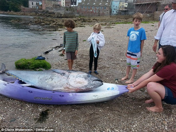 Cá ngừ vây xanh hiếm có xuất hiện ở Anh