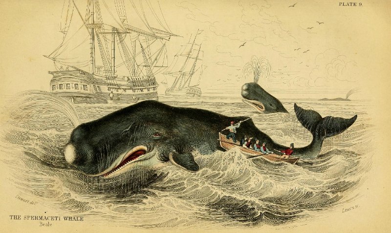 Cá nhà táng đực dùng trán húc tình địch và làm chìm thuyền