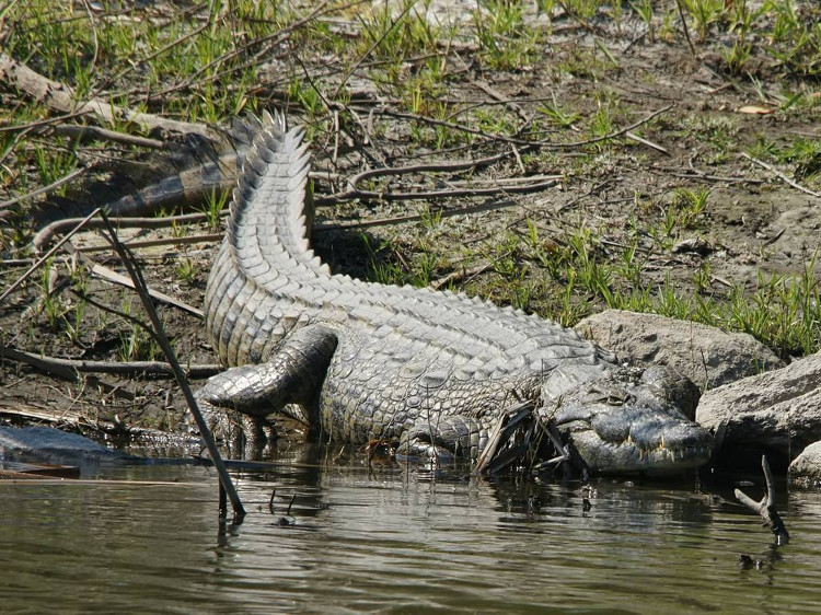 Cá sấu ăn thịt người sông Nile xuất hiện ở Mỹ