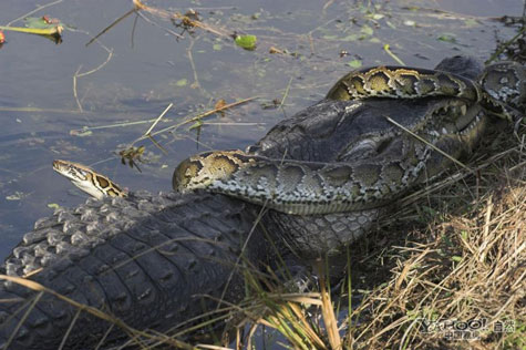 Cá sấu châu Mỹ “đại chiến” trăn Miến Điện