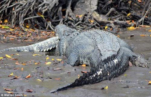 Cá sấu khổng lồ ăn thịt đồng loại