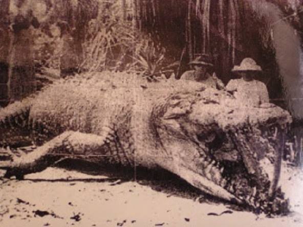 Cá sấu là loài bất tử về mặt sinh học