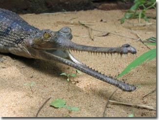 Cá sấu quí hiếm chết, Ấn Độ xôn xao