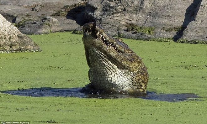 Cá sấu sông Nile nuốt chửng đồng loại không thương tiếc