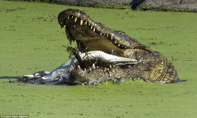 Cá sấu sông Nile nuốt chửng đồng loại không thương tiếc