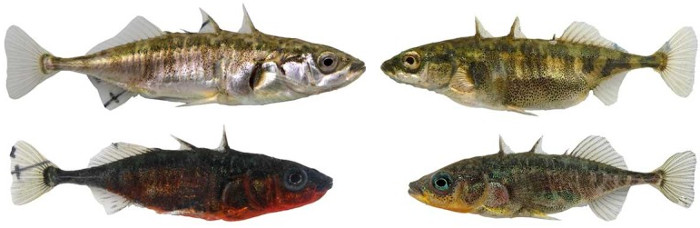 Cá tiến hóa siêu nhanh thành hai loài trong cùng hồ