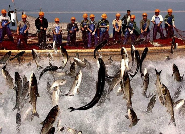 Cá trắm đen 90kg mắc lưới ở Trung Quốc