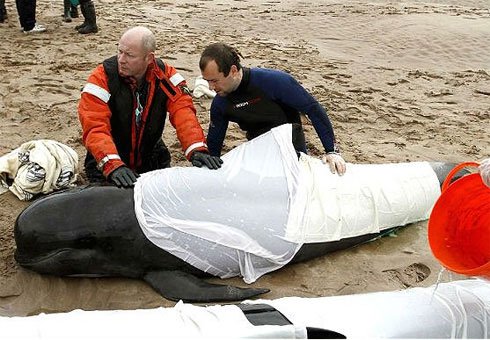 Cá voi chết hàng loạt tại Scotland