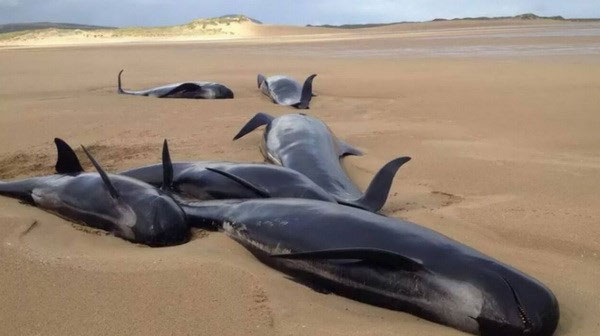 Cá voi hoa tiêu chết bị oan uổng vì mắc cạn trên bờ