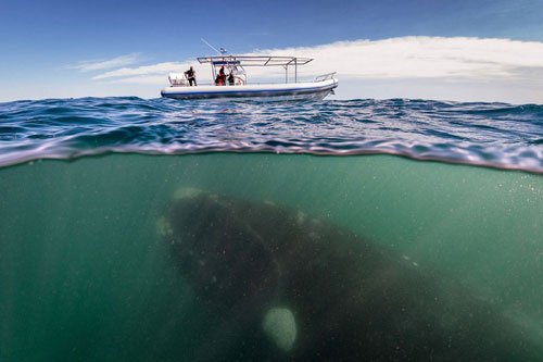 Cá voi khổng lồ áp sát thuyền du lịch