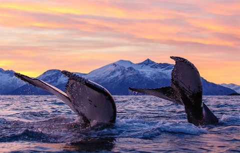 Cá voi nhào lộn tại Na Uy