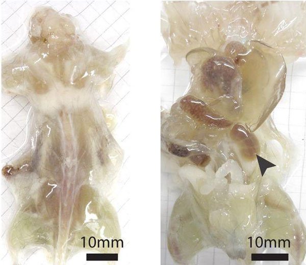 Các nhà khoa học đã tạo ra được chuột trong suốt