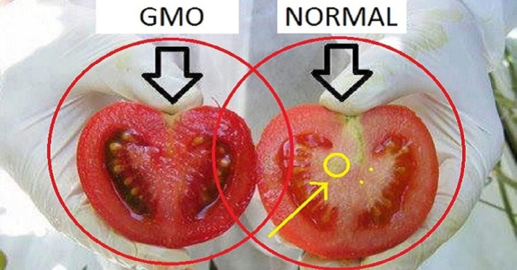 Cách phân biệt cà chua thường và cà chua biến đổi gene