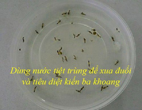 Cách xử lý vết thương do kiến ba khoang gây ra đơn giản mà không cần đến viện