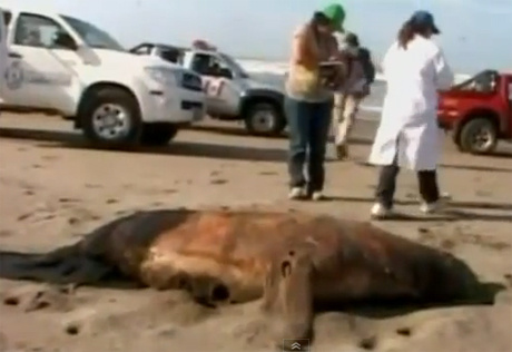 Cái chết bí ẩn của động vật biển tại Peru
