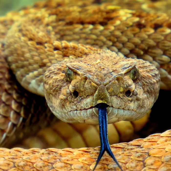 Cám cảnh rắn độc Viper bị kẻ thù nhẹ ký làm thịt ngon lành
