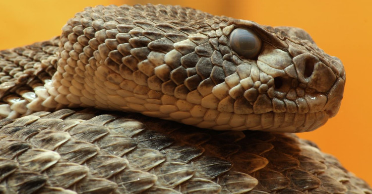 Cám cảnh rắn độc Viper bị kẻ thù nhẹ ký làm thịt ngon lành
