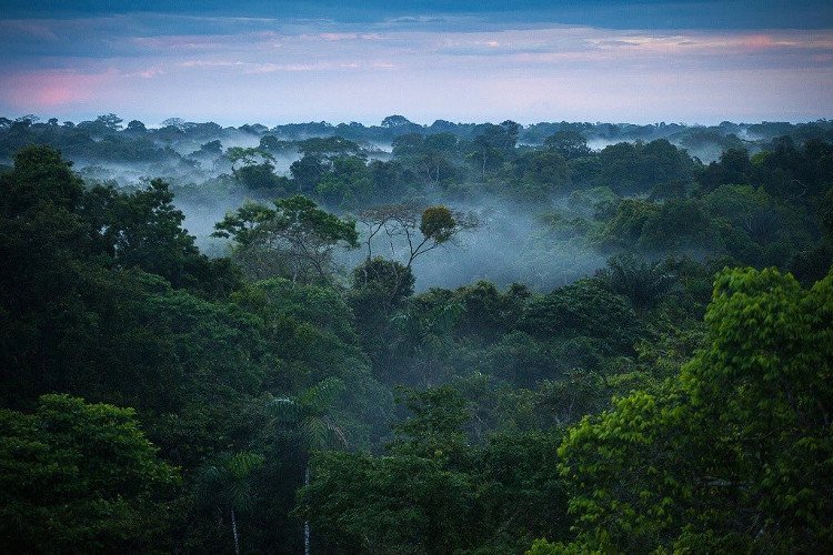 Cần 300 năm để hoàn thành thống kê thực vật rừng Amazon