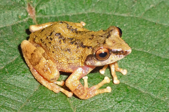 Cận cảnh 10 loài ếch mới phát hiện tại Ấn Độ