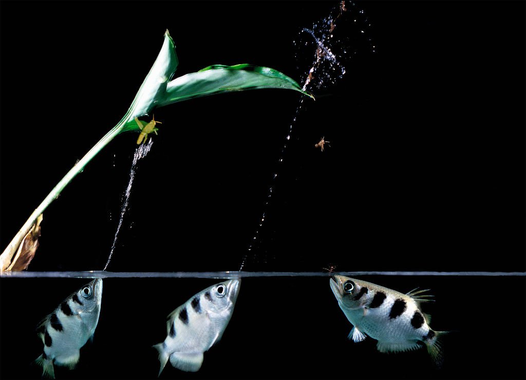 Cận cảnh cá dùng “súng nước” bắn hạ con mồi từ 3 mét
