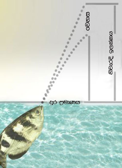 Cận cảnh cá dùng “súng nước” bắn hạ con mồi từ 3 mét