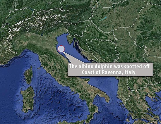 Cận cảnh cá heo bạch tạng cực hiếm ở Địa Trung Hải