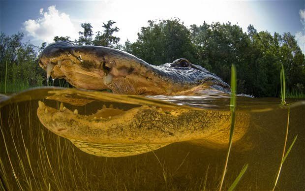 Cận cảnh cá sấu khổng lồ