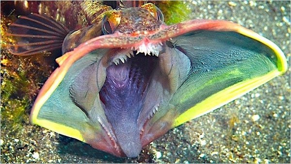 Cận cảnh các quái vật biển dị thường nhất thế giới