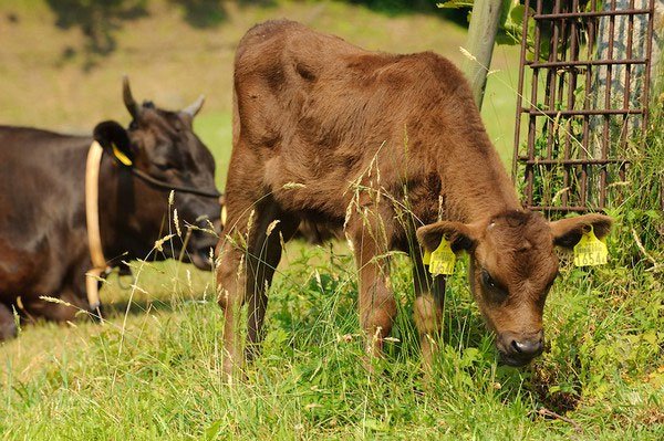 Cận cảnh cuộc sống “ông hoàng bà chúa” của bò Kobe