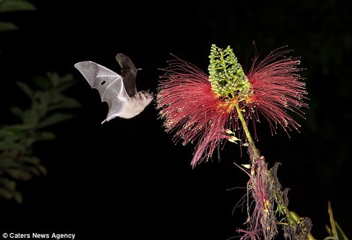 Cận cảnh dơi hút mật hoa trong đêm tối