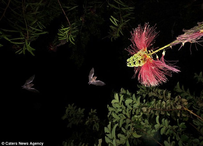 Cận cảnh dơi hút mật hoa trong đêm tối