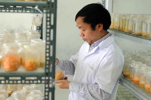 Cận cảnh đông trùng hạ thảo 7 triệu đồng/kg của Việt Nam