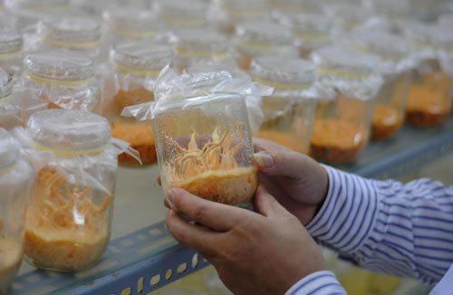 Cận cảnh đông trùng hạ thảo 7 triệu đồng/kg của Việt Nam