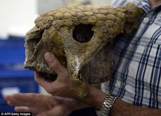 Cận cảnh hóa thạch cá sấu, voi, chim khổng lồ thời tiền sử